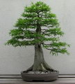 بونسای سرو نقره ای